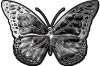 
	Chrome Butterfly Decal in Gray Inferno
